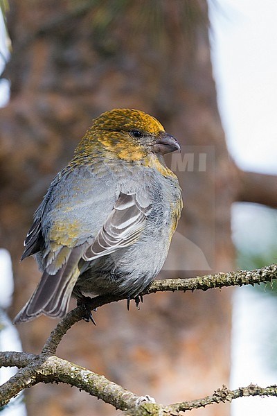 Pine Grosbeak (Pinicola enucleator), standing on a pine branch, Kaamanen, Lappland, Finland stock-image by Agami/Saverio Gatto,