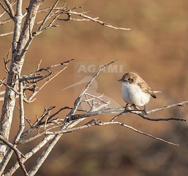 Marico Flycatcher (Bradornis mariquensis) in South Africa. stock-image by Agami/Pete Morris,