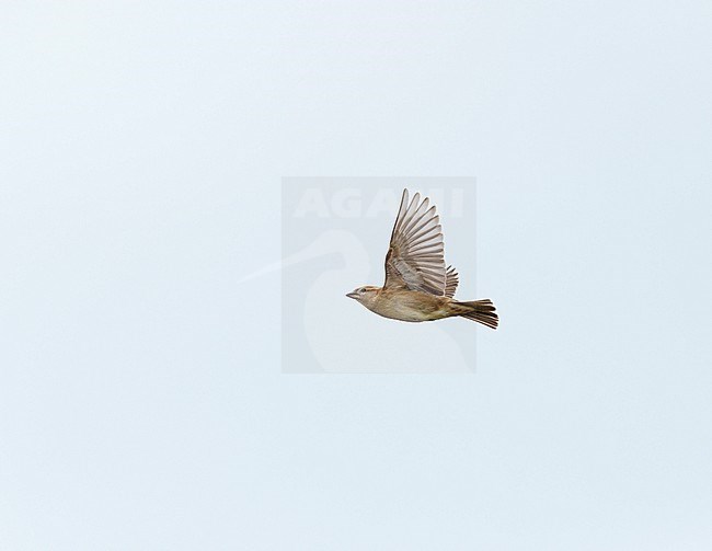 Adult female House Sparrow (Passer domesticus) flying in pale blue sky in sideview showing underwing stock-image by Agami/Ran Schols,