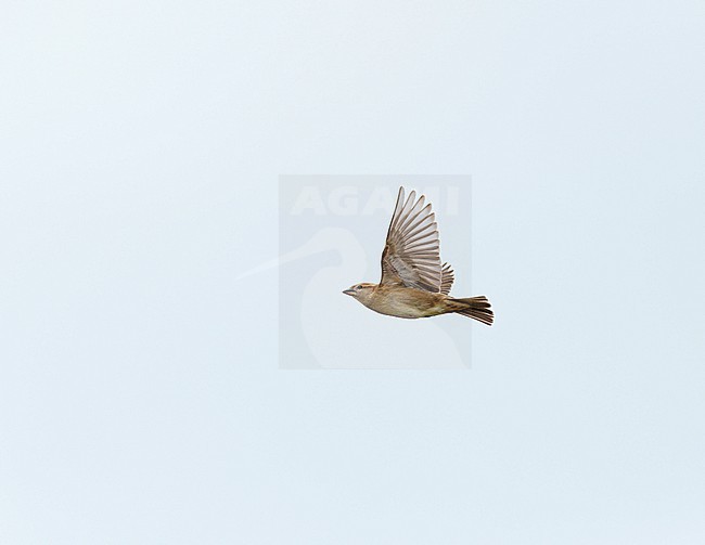 Adult female House Sparrow (Passer domesticus) flying in pale blue sky in sideview showing underwing stock-image by Agami/Ran Schols,