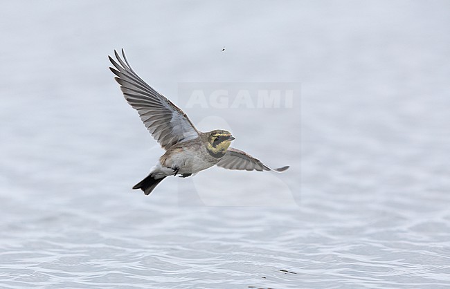 Horned Lark (Eremophila alpestris ssp.flava) in flight at a beach in Vedbæk, Denmark stock-image by Agami/Helge Sorensen,