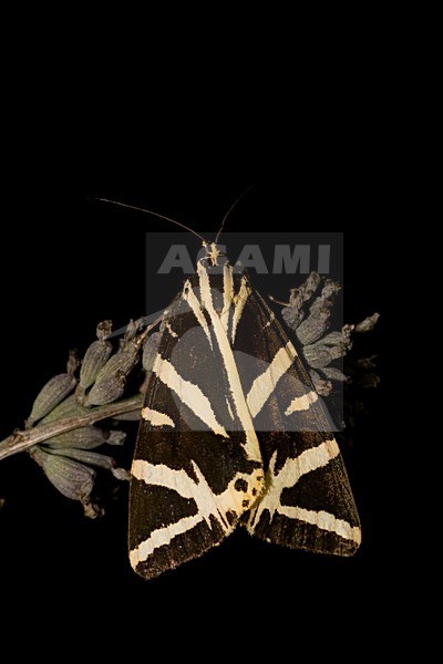 Jersey tiger, Spaanse vlag stock-image by Agami/Bas Haasnoot,