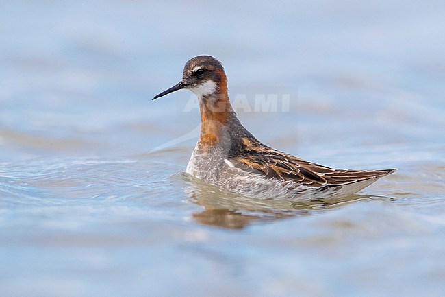 Grauwe Franjepoot, Red-necked Phalarope, Phalaropus lobatus stock-image by Agami/Daniele Occhiato,