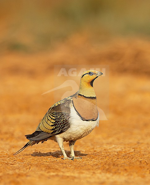 Pin-tailed Sandgrouse (Pterocles alchata) on the steppes of Belchite, Spain. stock-image by Agami/Marc Guyt,