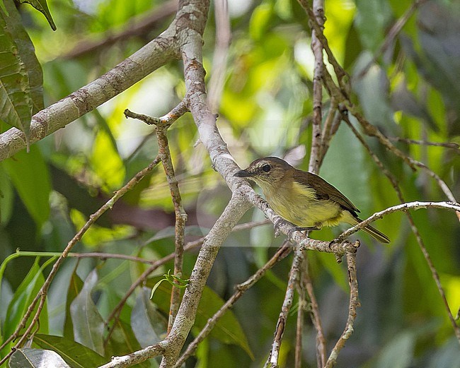 Grey Whistler (Pachycephala simplex) in West Papua, Indonesia. stock-image by Agami/Pete Morris,