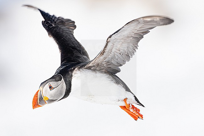  stock-image by Agami/Menno van Duijn,