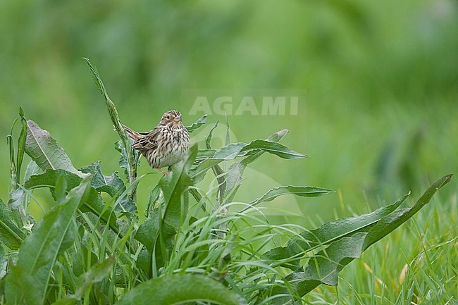 Corn Bunting - Grauammer - Miliaria calandra ssp. calandra, Mallorca, adult stock-image by Agami/Ralph Martin,