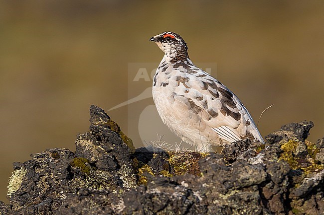 Icelandic Rock Ptarmigan (Lagopus mutus islandorum), an endemic subspecies to Iceland. stock-image by Agami/Daniele Occhiato,