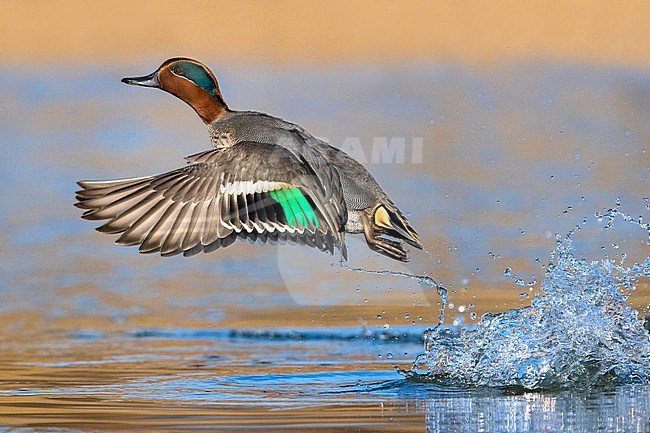 Male Eurasian Teal (Anas crecca) in Italy. Taking off from a lake. stock-image by Agami/Daniele Occhiato,