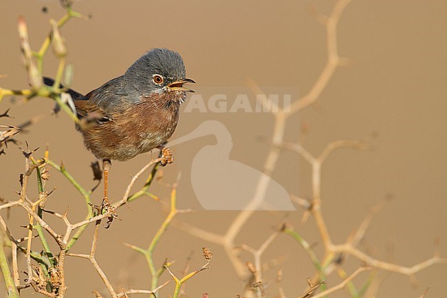 Adult Tristram's Warbler (Curruca deserticola) on a twig stock-image by Agami/Ralph Martin,