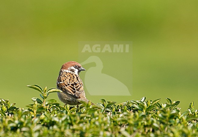 Eurasian Tree Sparrow ; Ringmus stock-image by Agami/Roy de Haas,