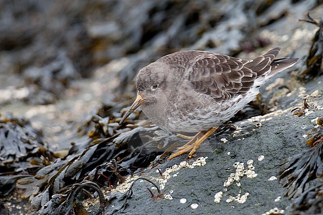 Paarse Strandloper, Purple Sandpiper stock-image by Agami/Arnold Meijer,
