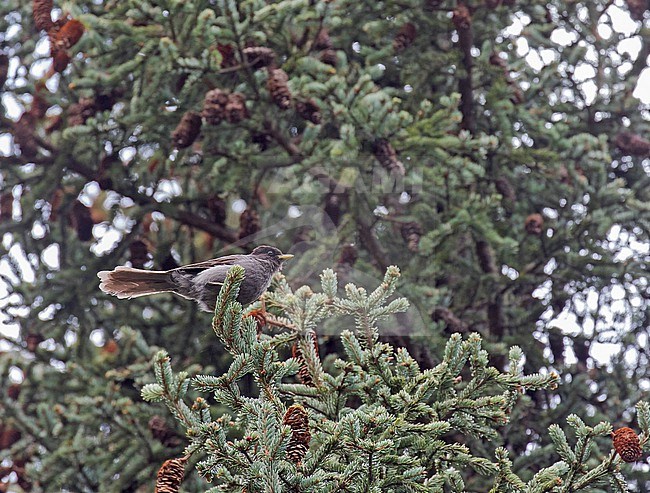 Sichuan Jay (Perisoreus internigrans) in Sichuan, China. stock-image by Agami/Pete Morris,