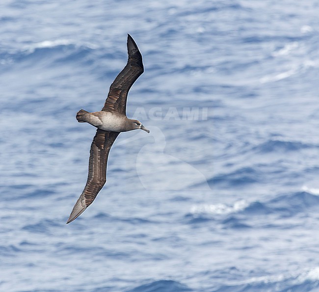Black-footed Albatross (Phoebastria nigripes) at sea in the northern Pacific Ocean south of Japan. stock-image by Agami/Marc Guyt,