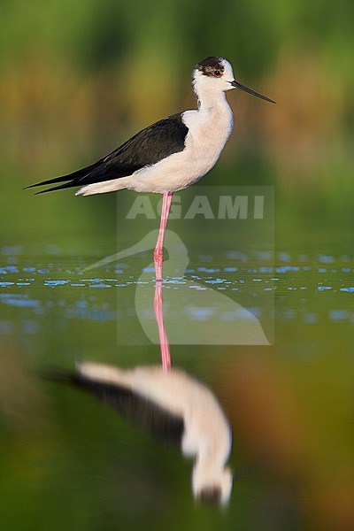 Black-winged Stilt (Himantopus himantopus), side view of an adult male standing in the water stock-image by Agami/Saverio Gatto,