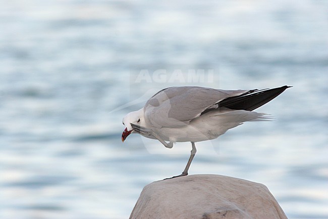 Audouins Meeuw poetsend op steen; Audouin\'s Gull washing on rock stock-image by Agami/Karel Mauer,