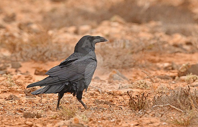 A beautiful Raven at Tenerife. stock-image by Agami/Eduard Sangster,