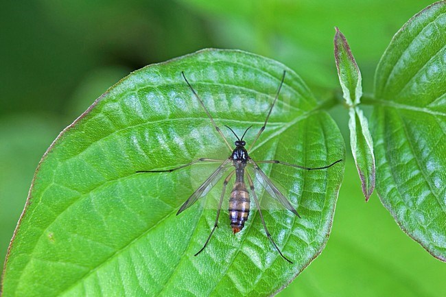 Glansmug; Phantom Cranefly stock-image by Agami/Rob Olivier,