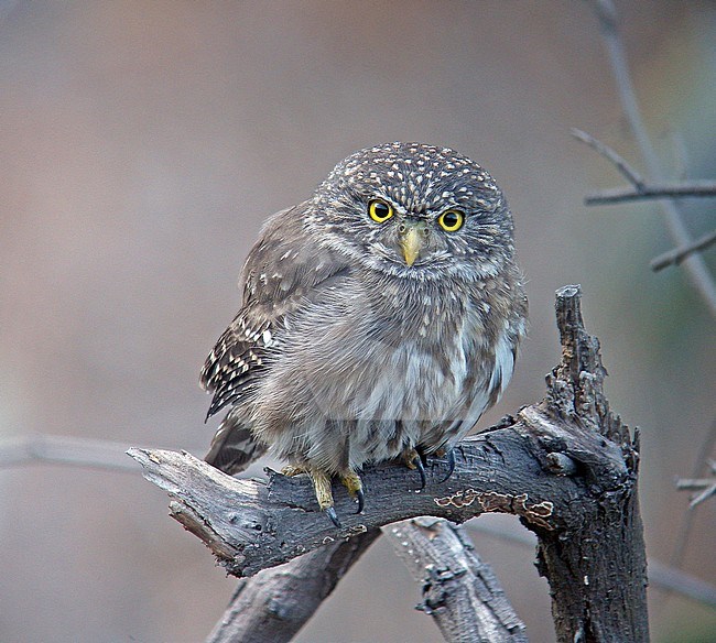The Peruvian Pygmy Owl (Glaucidium peruanum) is found in Ecuador and Peru. Its natural habitats are subtropical or tropical dry shrubland, subtropical or tropical moist shrubland, subtropical or tropical high-altitude shrubland, and heavily degraded former forest. stock-image by Agami/Pete Morris,
