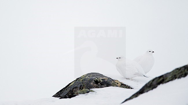 Alpensneeuwhoen in de sneeuw, Rock Ptarmigan in the snow stock-image by Agami/Markus Varesvuo,