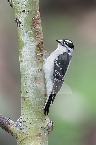 Adult female
Jefferson Co., CO
June 2023 stock-image by Agami/Brian E Small,