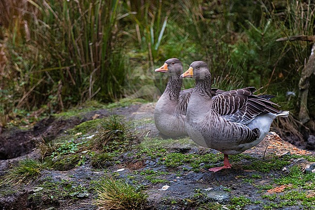 Two greylag geese, Anser anser. stock-image by Agami/Sergio Pitamitz,