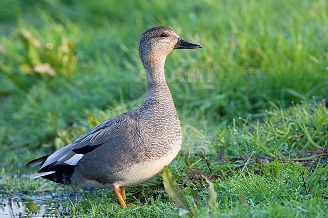Mannetje Krakeend in weiland Nederland, Male Gadwall in grassland Netherlands stock-image by Agami/Wil Leurs,