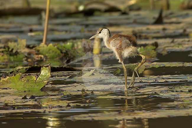 African Jacana (Actophilornis africanus), side view of a young chick on waterlilies in Gambia, Africa stock-image by Agami/Kari Eischer,