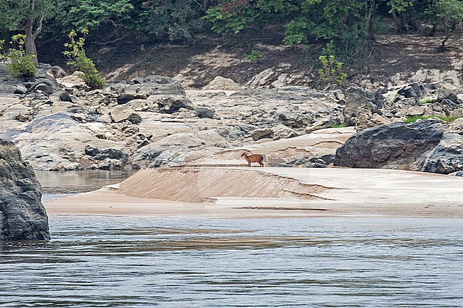 Peters' duiker (Cephalophus callipygus) in Gabon. Standing along a river. It is a small antelope found in Gabon, Equatorial Guinea, southern Cameroon, and northern Republic of the Congo. stock-image by Agami/Pete Morris,
