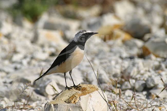 Mannetje Cyprustapuit; male Cyprus Wheatear stock-image by Agami/Daniele Occhiato,