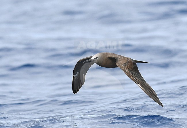 Brown Noddy (Anous stolidus stolidus) off St Helena island in the southern Atlantic Ocean. stock-image by Agami/Laurens Steijn,