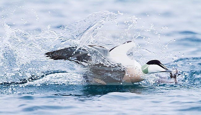 Common Eider, Eider, Somateria mollissima, Norway, adult male stock-image by Agami/Ralph Martin,