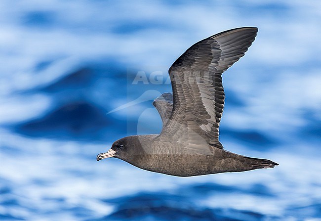 Flesh-footed Shearwater (Ardenna carneipes) at the pacific ocean off New Zealand. stock-image by Agami/Marc Guyt,