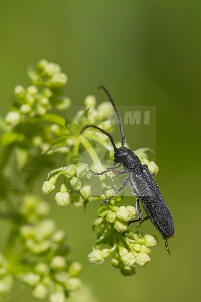 Phytoecia cylindrica - Zylindrischer Walzenhalsbock, Germany, imago stock-image by Agami/Ralph Martin,