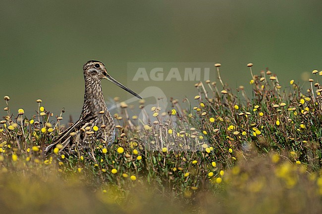 Common Snipe, Gallinago gallinago, in the Netherlands. stock-image by Agami/Han Bouwmeester,
