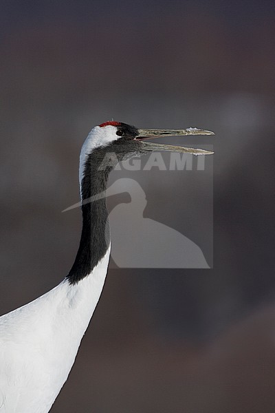 Portrait of a calling Red-crowned Crane (Grus japonensis) on Hokkaido in Japan during winter. stock-image by Agami/Marc Guyt,