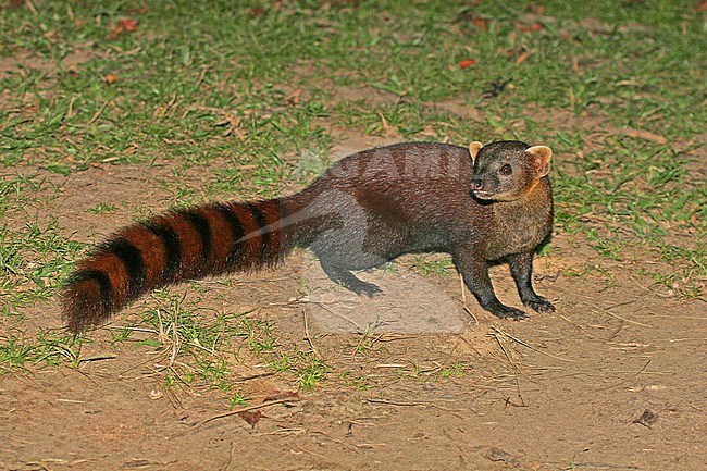 Endemic Ring-tailed Mongoose (Galidia elegans), also known as the ring-tailed vontsira, in Madagascar. stock-image by Agami/Pete Morris,