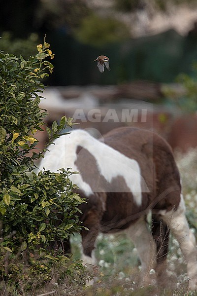 Vagrant Brown Shrike (Lanius cristatus) in the Ebro delta in Spain. Taking off from a bush with domestic horse in background. stock-image by Agami/Rafael Armada,