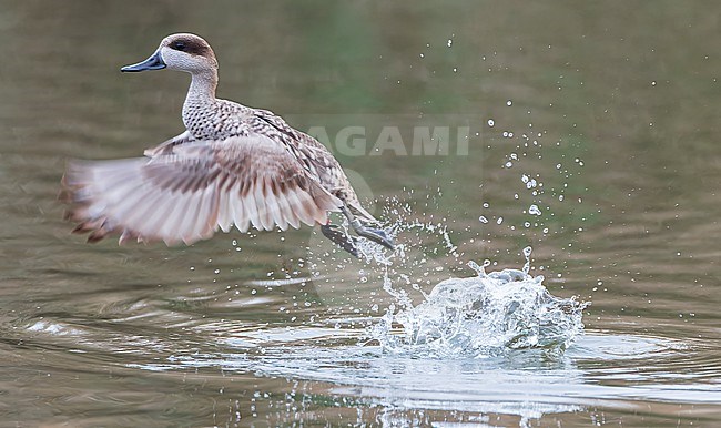 Marbled Teal (Marmaronetta angustirostris) in Spain. Also known as Marbled Duck. Part of a Spanish conservation project. Taking off from a lake. stock-image by Agami/Marc Guyt,