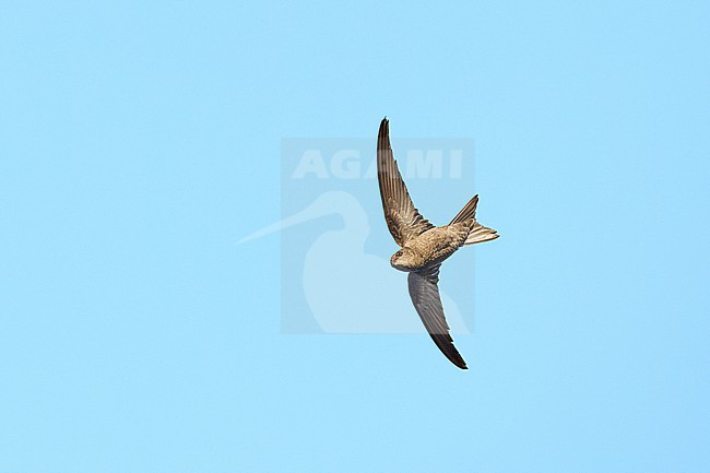 Cape Verde Swift (Apus alexandri) flying against a blue sky as a background, Cape Verde stock-image by Agami/Tomas Grim,