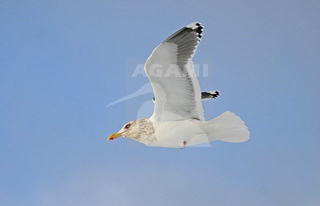 Slaty-backed Gull, Kamtsjatkameeuw, Larus schistisagus stock-image by Agami/Pete Morris,