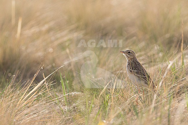 Blyth's Pipit (Anthus godlewski) Russia, adult stock-image by Agami/Ralph Martin,