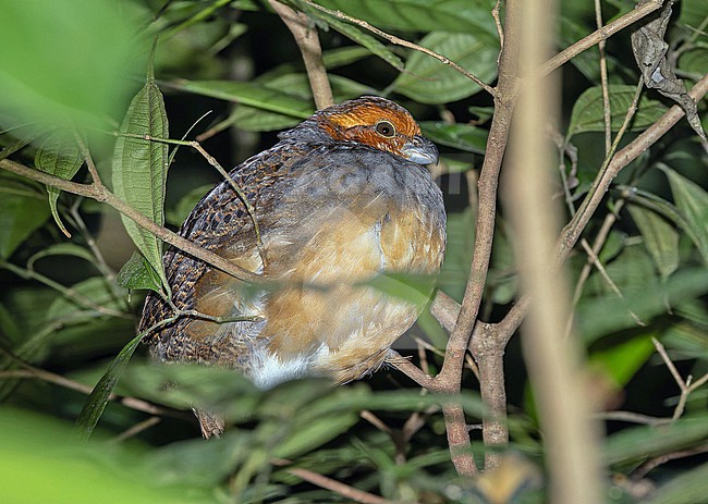 Tawny-faced Quail (Rhynchortyx cinctus) in Panama. Roosting at night. stock-image by Agami/Pete Morris,