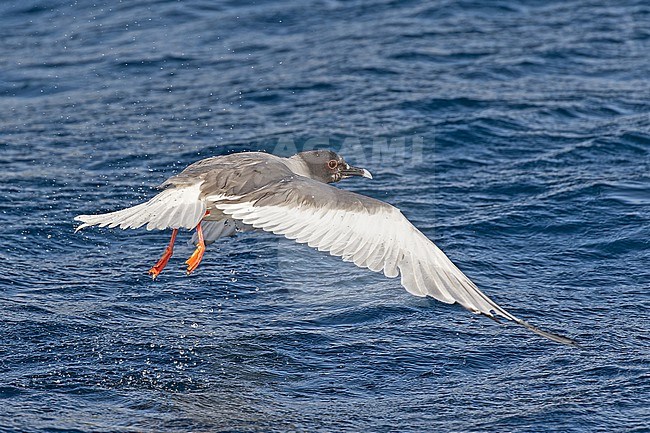 Adult Swallow-tailed gull (Creagrus furcatus) on the Galapagos Islands, part of the Republic of Ecuador. stock-image by Agami/Pete Morris,