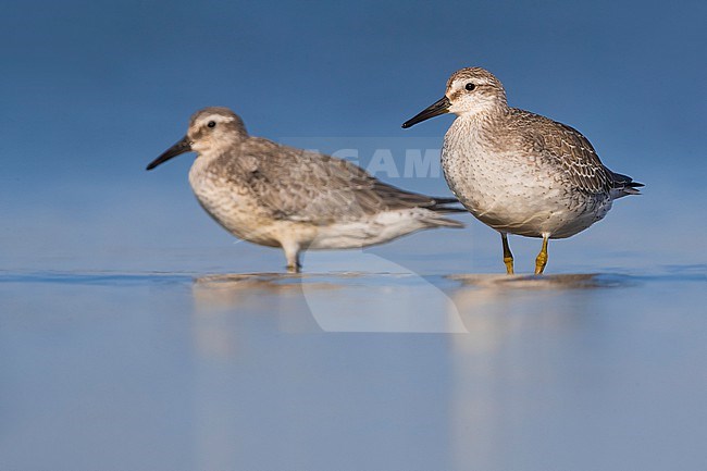 Autumn plumaged Red Knots, Calidris canutus, in Italy. stock-image by Agami/Daniele Occhiato,