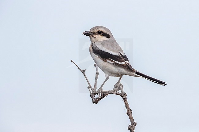 First-summer female Steppe Grey Shrike
(Lanius pallidirostris) perched on a bush in Western Kazakhstan. stock-image by Agami/Vincent Legrand,