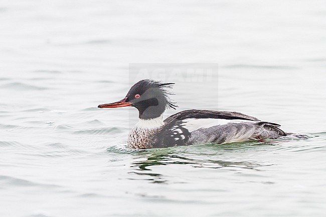 Male Red-breasted Merganser, adult in winter at the Brouwersdam stock-image by Agami/Menno van Duijn,
