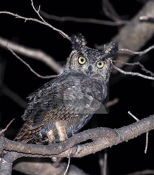 Arabian Eagle-Owl  (Bubo milesi) taken at Salalah- Oman stock-image by Agami/Aurélien Audevard,