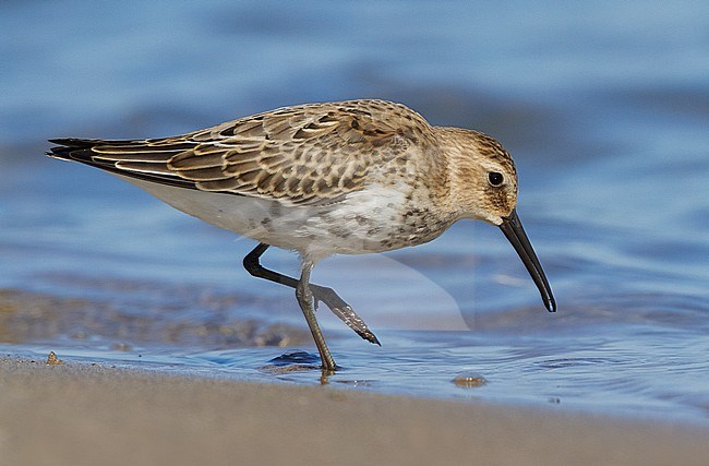 Dunlin (Calidris alpina), first winter individual feeding on the shore stock-image by Agami/Saverio Gatto,