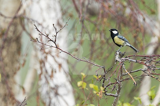 Great Tit (Parus major major), Russia (Baikal), adult male stock-image by Agami/Ralph Martin,